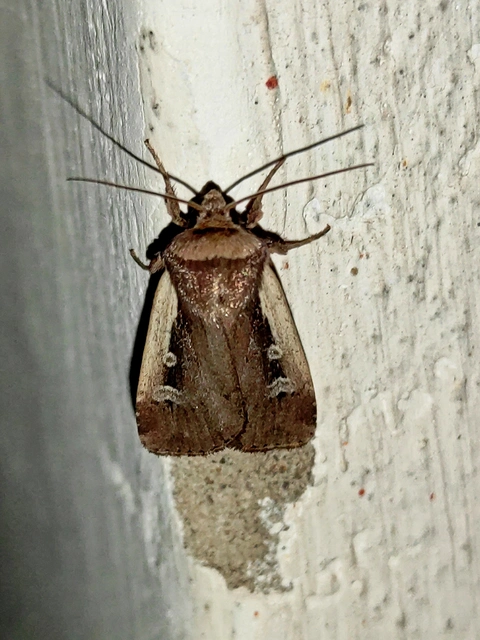 Ochropleura plecta - fehérszegélyű fűbagoly
