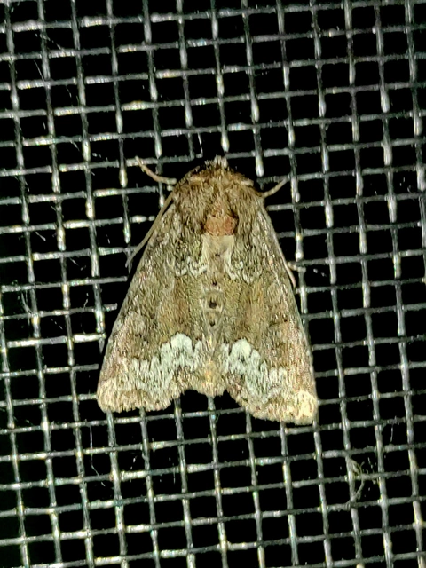 Oligia strigilis - kormos dudvabagoly