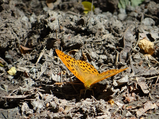Argynnis paphia - nagy gyöngyházlepke