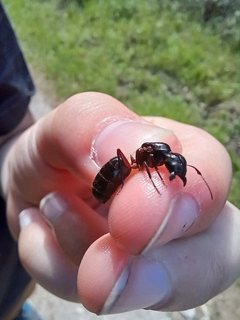 Camponotus ligniperda - faodvasító lóhangya