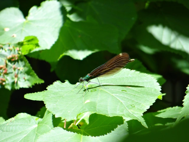 Calopteryx virgo - kisasszony-szitakötő