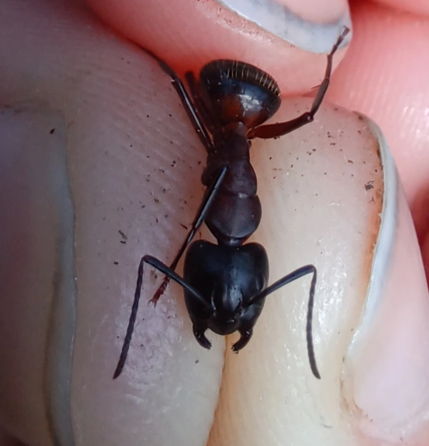 Camponotus ligniperda - faodvasító lóhangya
