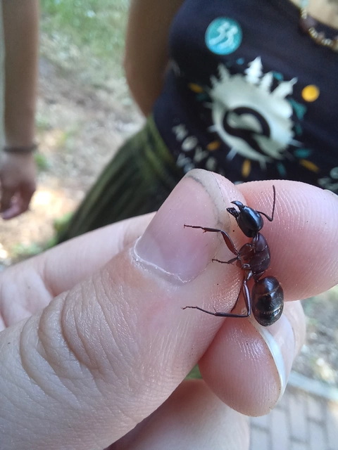 Camponotus ligniperda - faodvasító lóhangya