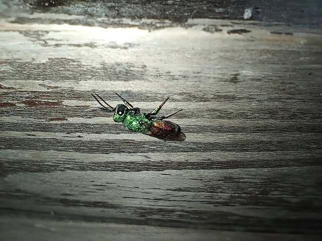 Chrysis