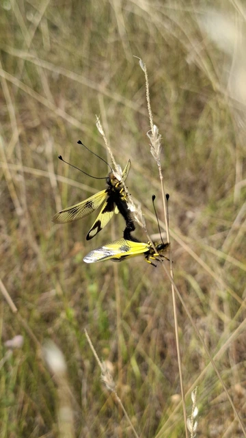 Libelloides macaronius - keleti rablópille