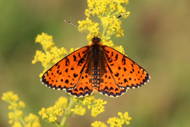 Melitaea didyma - tüzes tarkalepke