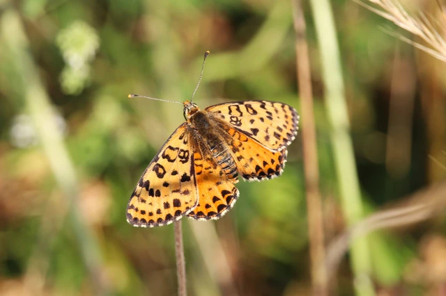 Melitaea didyma - tüzes tarkalepke