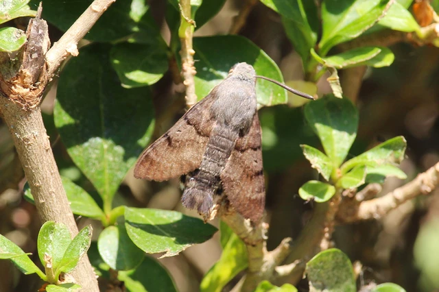 Macroglossum stellatarum - kacsafarkú szender