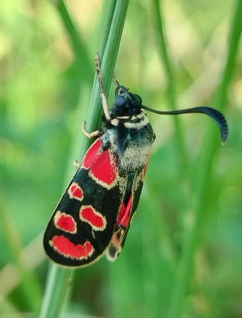 Zygaena carniolica - fehérgyűrűs csüngőlepke