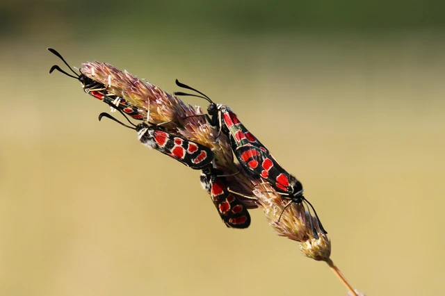 Zygaena carniolica - fehérgyűrűs csüngőlepke