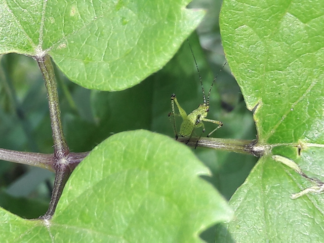 Phaneroptera