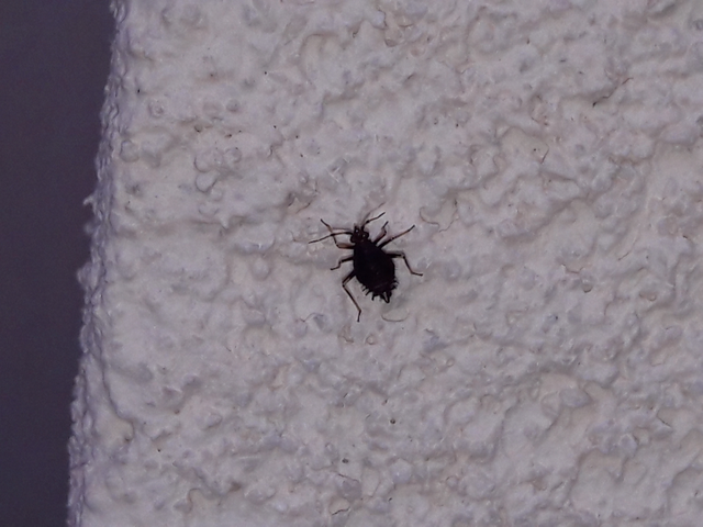 Deraeocoris ruber - vöröses mezeipoloska