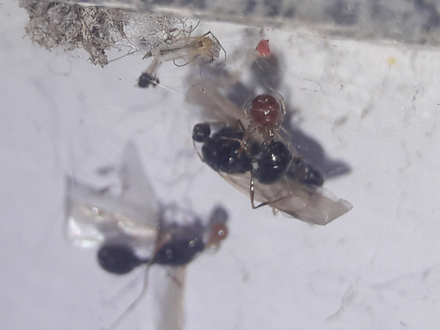 Theridiidae - törpepókok