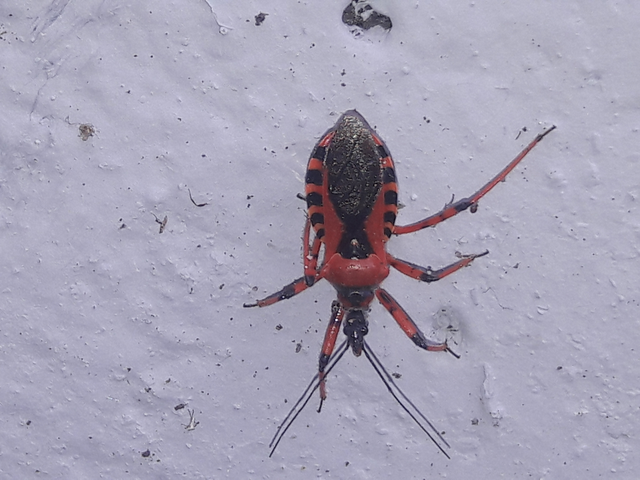Rhynocoris iracundus - közönséges gyilkospoloska