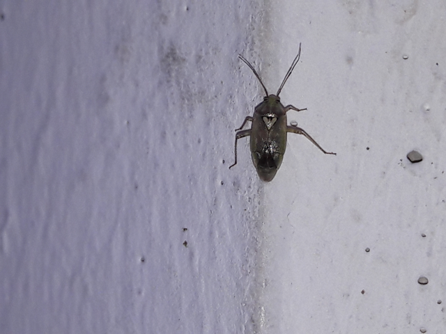 Lygus rugulipennis - molyhos mezeipoloska