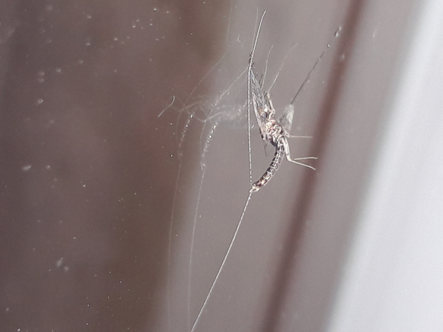 Ephemeroptera - Kérészek