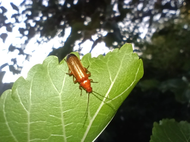 Rhagonycha fulva - feketevégű lágybogár