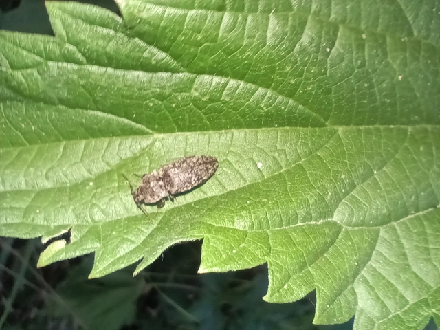 Agrypnus murinus - egérszínű pikkelyespattanó