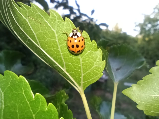 Harmonia axyridis - harlekinkatica