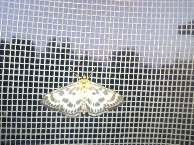 Anania hortulata - tarka csalánmoly