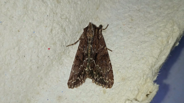 Apamea monoglypha - nagy dudvabagoly