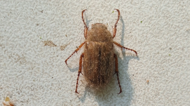 Amphimallon solstitiale - bordás sárgacserebogár