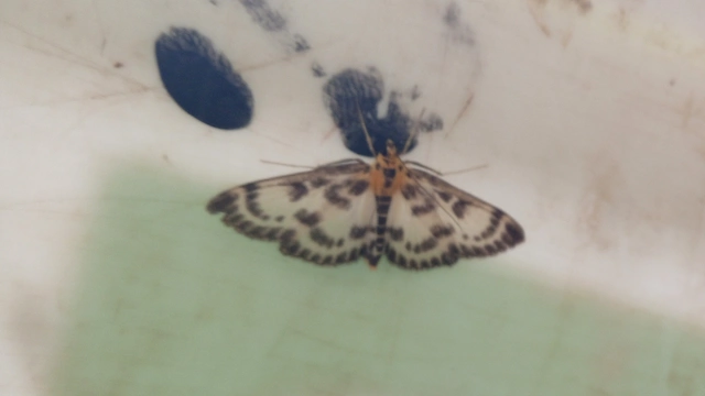 Anania hortulata - tarka csalánmoly