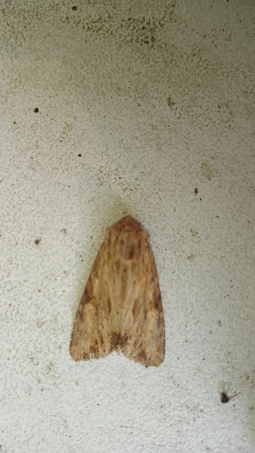 Apamea lithoxylaea - fakó dudvabagoly
