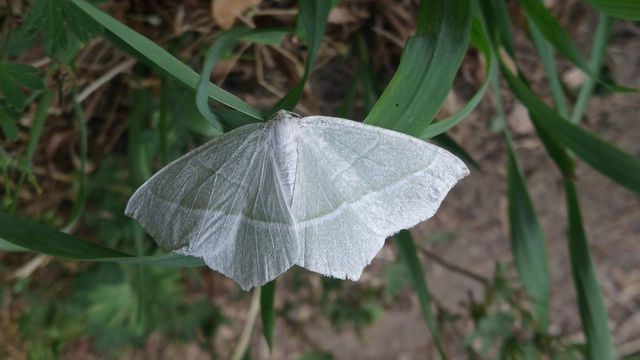 Campaea margaritaria - gyöngyházfényű zöldaraszoló Campaea margaritaria - gyöngyházfényű zöldaraszoló