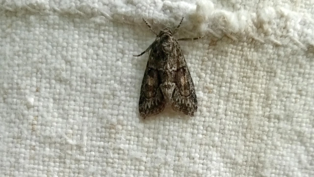 Cryphia fraudatricula - homoki zuzmóbagoly