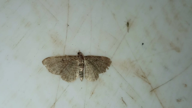 Pasiphila chloerata - hamvas törpearaszoló