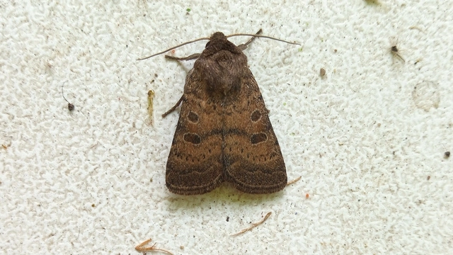 Hoplodrina octogenaria - barna selymesbagoly