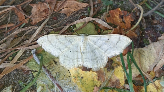 Idaea deversaria - egyszínű sávosaraszoló