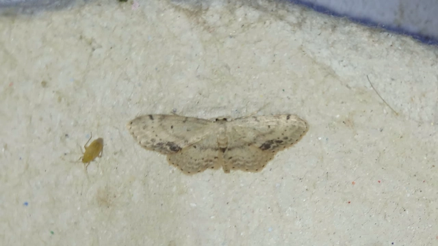 Idaea dimidiata - gyakori apróaraszoló