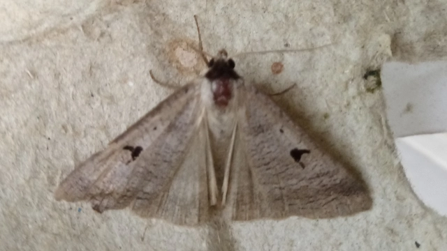 Lygephila pastinum - közönséges csüdfűbagoly