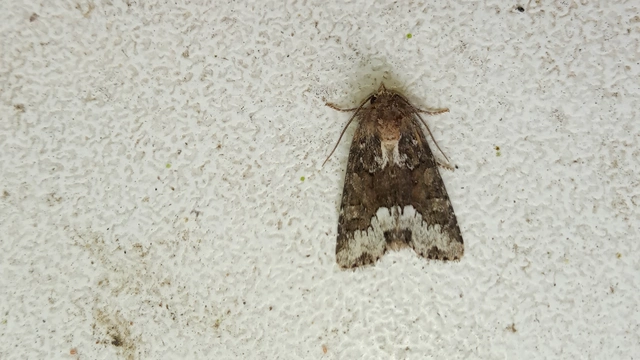 Oligia strigilis - kormos dudvabagoly