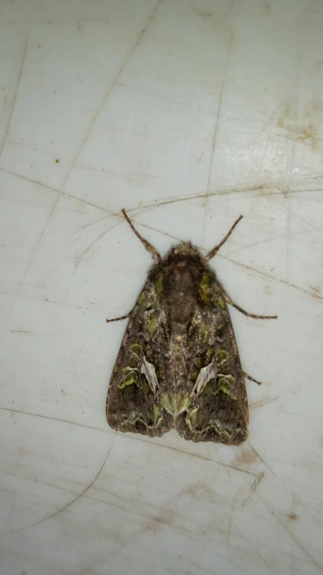 Trachea atriplicis - nyári zöldbagoly
