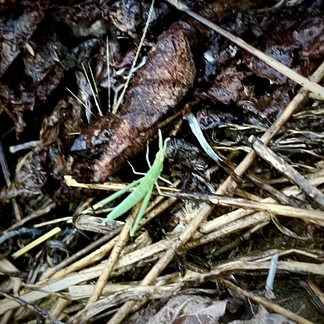 Acrida ungarica - sisakos sáska Acrida ungarica - sisakos sáska