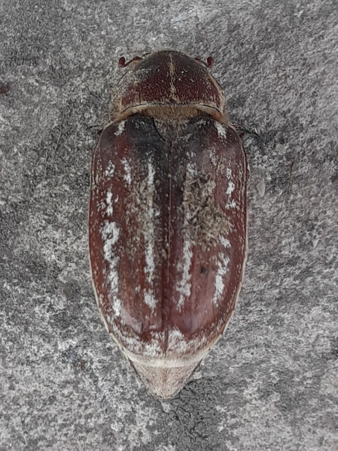 Anoxia orientalis - keleti cserebogár