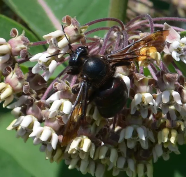 Xylocopa