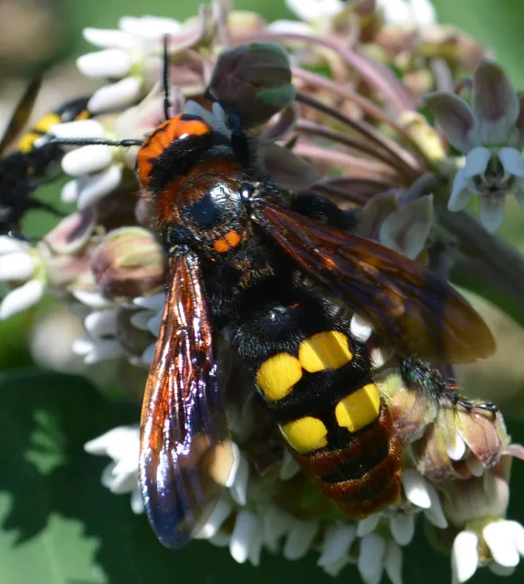 Megascolia maculata - óriás-tőrösdarázs