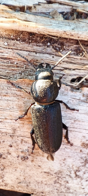 Spondylis buprestoides - erdei félcincér