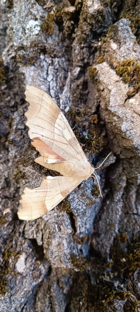 Marumba quercus - tölgyfaszender