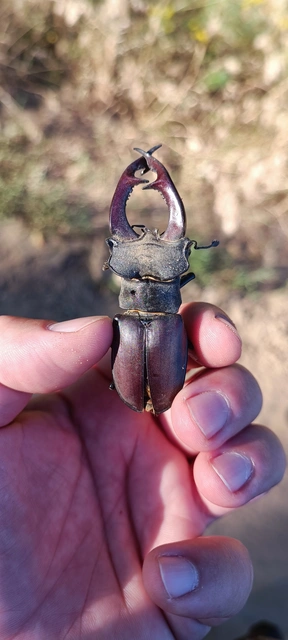 Lucanus cervus - nagy szarvasbogár