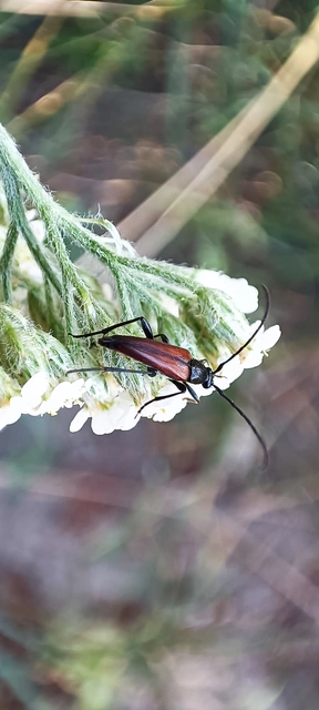 Stenurella melanura - feketevégű karcsúcincér