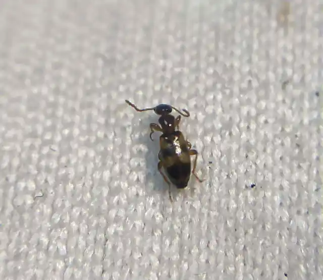 Omonadus bifasciatus - kétöves fürgebogár