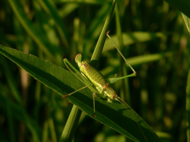 Leptophyes albovittata - közönséges virágszöcske