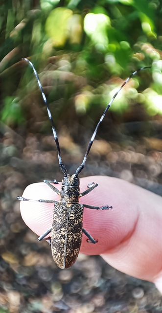 Monochamus galloprovincialis pistor - foltos fenyvescincér