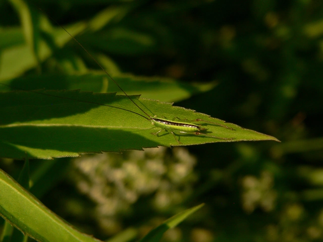 Conocephalus fuscus - kis kúpfejűszöcske