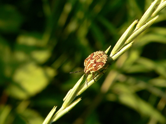 Carpocoris Carpocoris